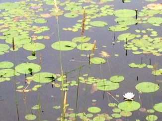 20140714-131145.jpg